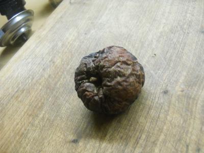 Ein in unserem Haus gelagerter Apfel.